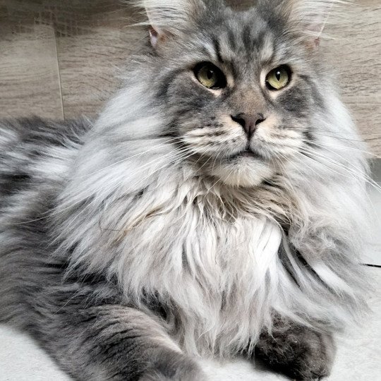 chat Maine coon blue silver blotched tabby Ventura Chatterie Naïlah's Legend et Tsuki Araiguma's