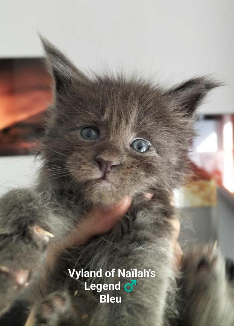 Vyland of Naïlah's Legend Mâle Maine coon