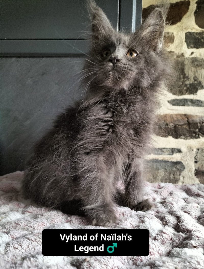 Vyland of Naïlah's Legend Mâle Maine coon