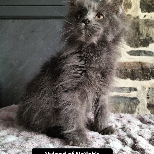 Vyland of Naïlah's Legend Mâle Maine coon