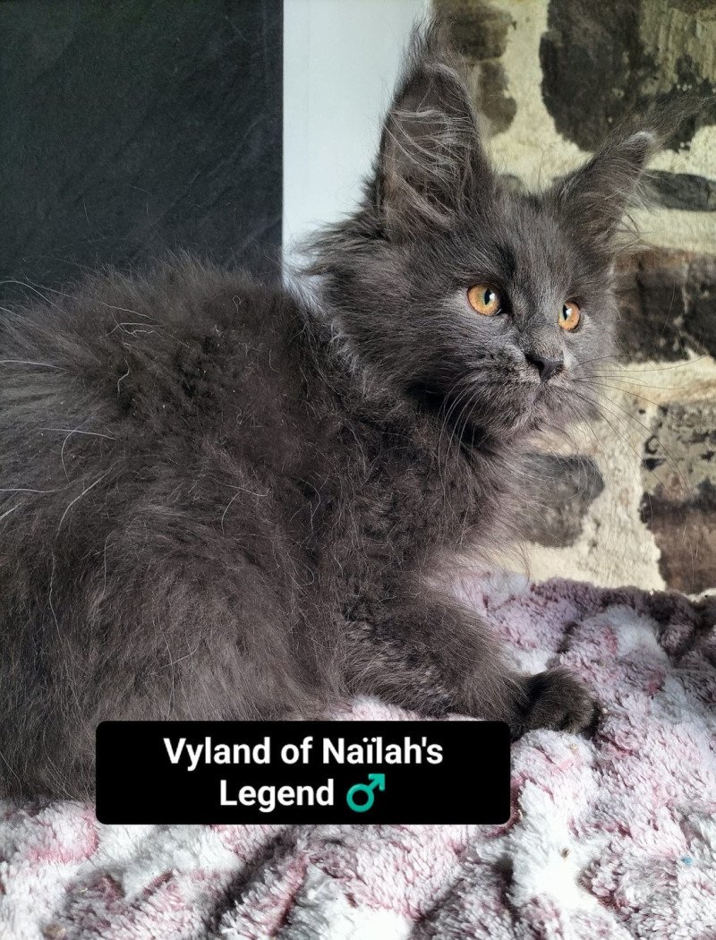 Vyland of Naïlah's Legend Mâle Maine coon
