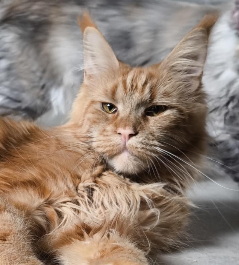 Wild Midna's Lament of Naïlah's Legend Femelle Maine coon