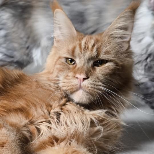 Wild Midna's Lament of Naïlah's Legend Femelle Maine coon