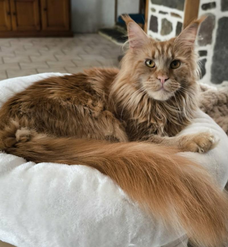 Wild Midna's Lament of Naïlah's Legend Femelle Maine coon