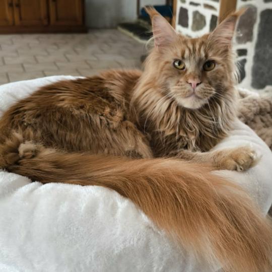 Wild Midna's Lament of Naïlah's Legend Femelle Maine coon