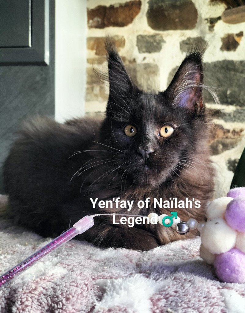 Yen'fay of Naïlah's Legend Mâle Maine coon