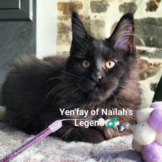 Yen'fay of Naïlah's Legend Mâle Maine coon