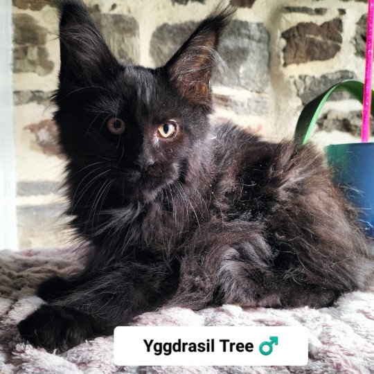 Yggdrasil Tree of Naïlah's Legend Mâle Maine coon