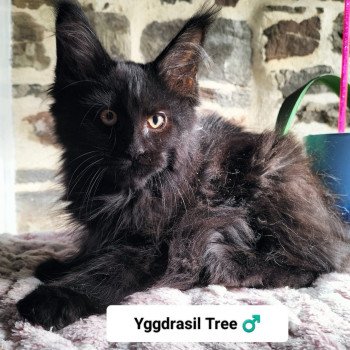 chaton Maine coon black Yggdrasil Tree Chatterie Naïlah's Legend et Tsuki Araiguma's