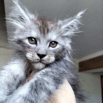 chaton Maine coon black silver ticked tabby Yiel Chatterie Naïlah's Legend et Tsuki Araiguma's