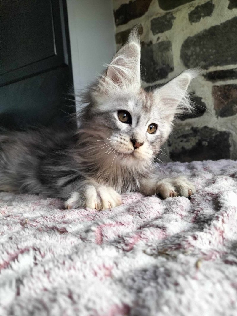 Yorick of Naïlah's Legend Mâle Maine coon