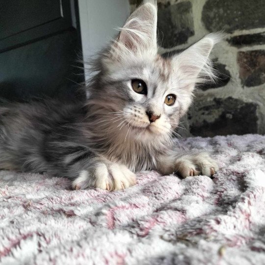 Yorick of Naïlah's Legend Mâle Maine coon