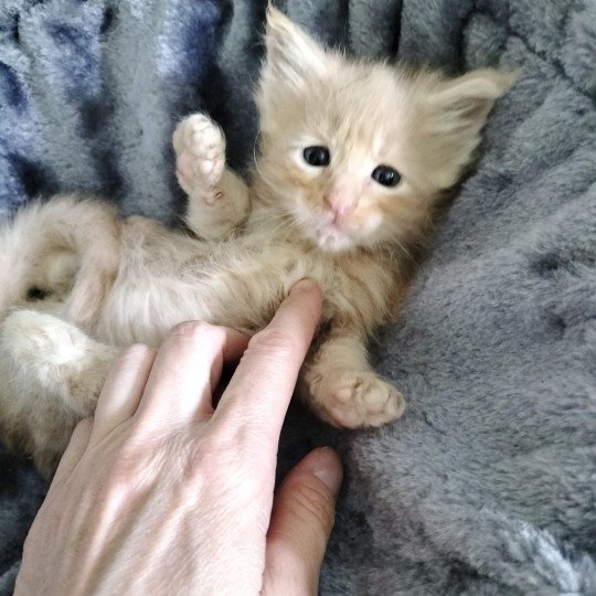 chaton Maine coon cream silver tabby Y're Links Breathing Chatterie Naïlah's Legend et Tsuki Araiguma's