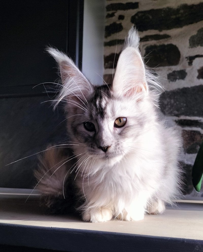 Yukihana of Naïlah's Legend Femelle Maine coon