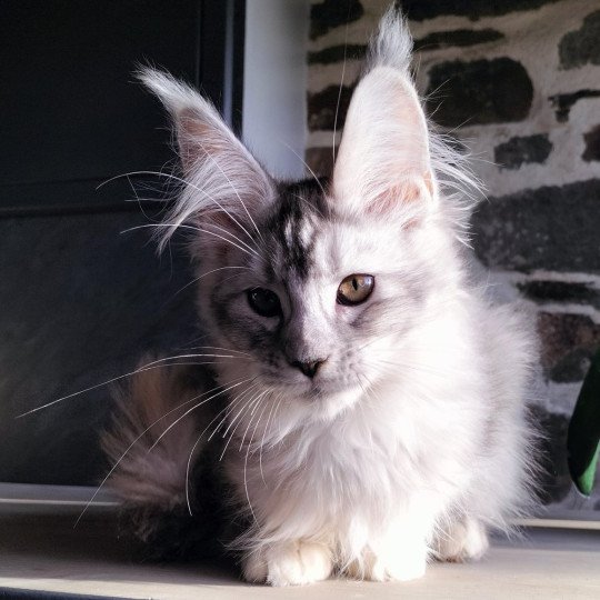 Yukihana of Naïlah's Legend Femelle Maine coon