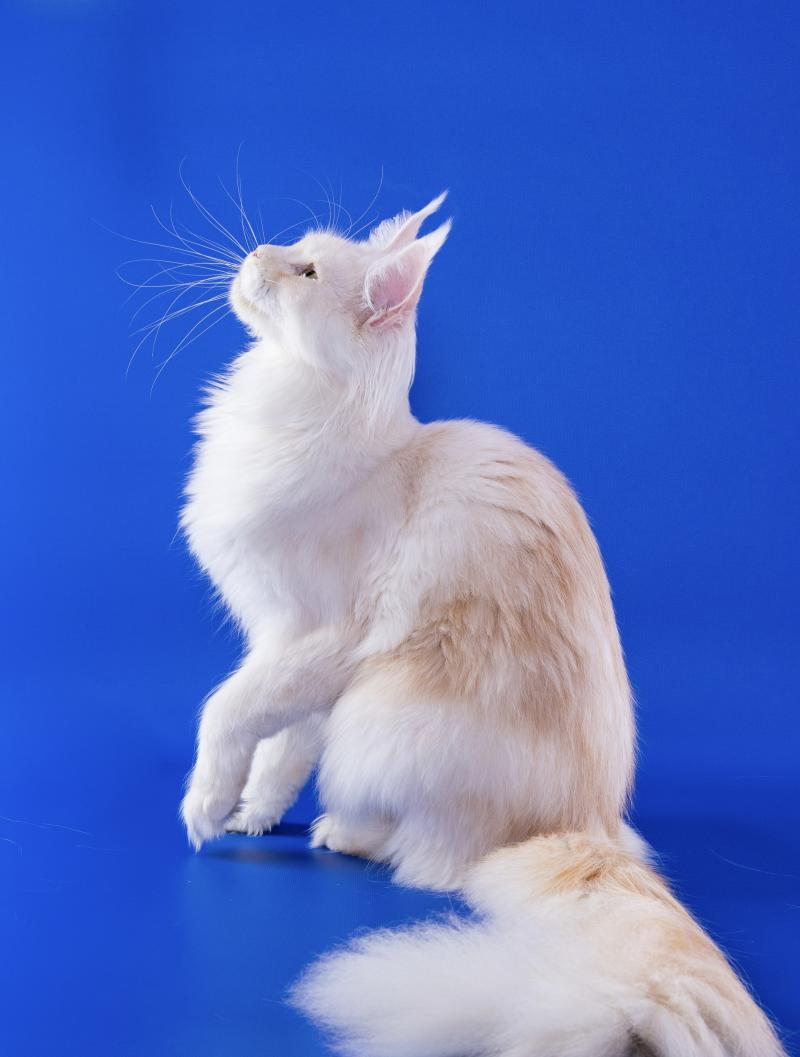 Yumeko of Naïlah's Legend Femelle Maine coon