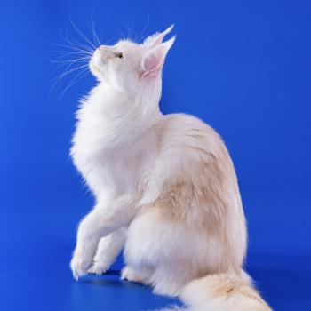 chat Maine coon red smoke Yumeko Chatterie Naïlah's Legend et Tsuki Araiguma's