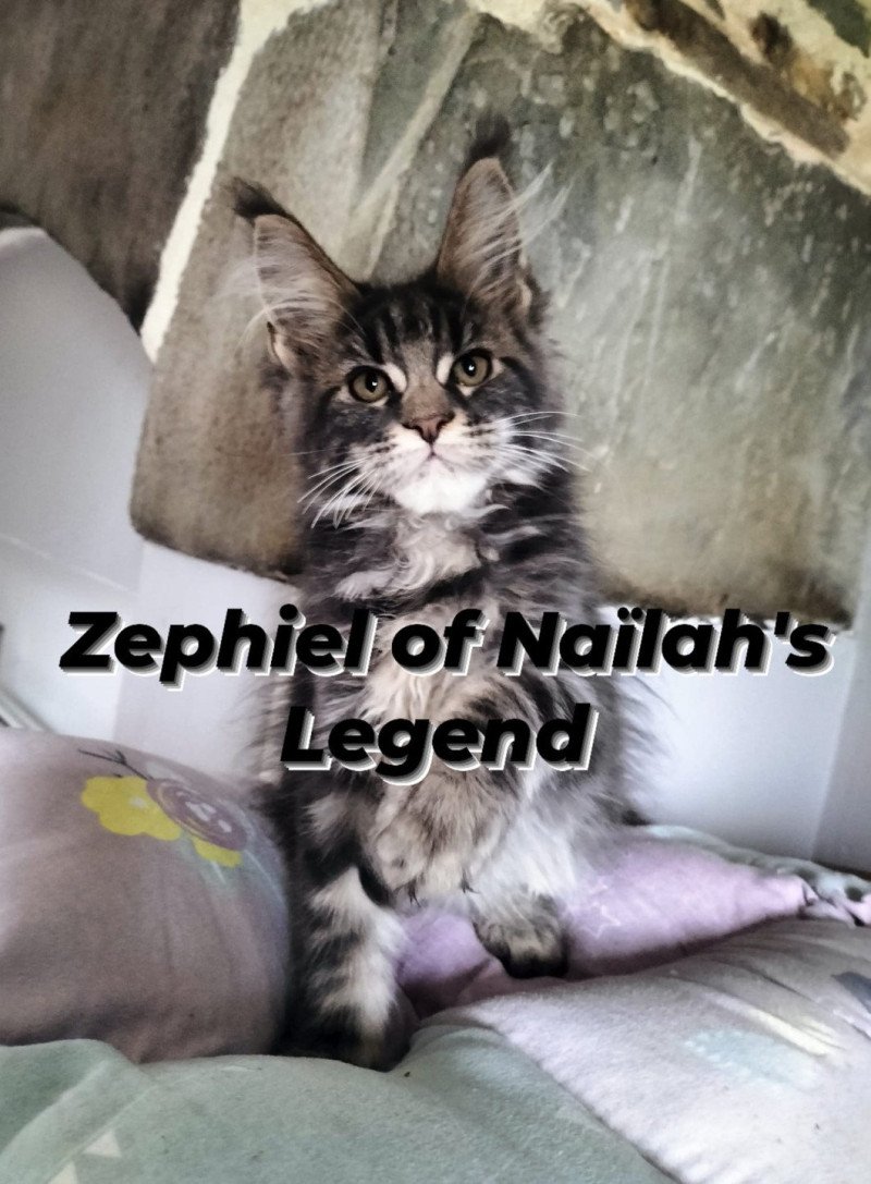 Zephiel of Naïlah's Legend Mâle Maine coon