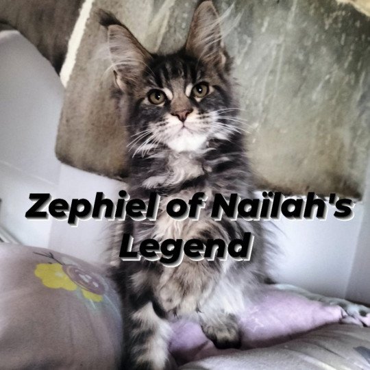 Zephiel of Naïlah's Legend Mâle Maine coon