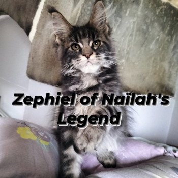 chaton Maine coon blue blotched tabby Zephiel Chatterie Naïlah's Legend et Tsuki Araiguma's