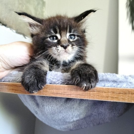 chaton Maine coon brown blotched tabby Zephos Raphsody of Naïlah's Legend Chatterie Naïlah's Legend et Tsuki Araiguma's