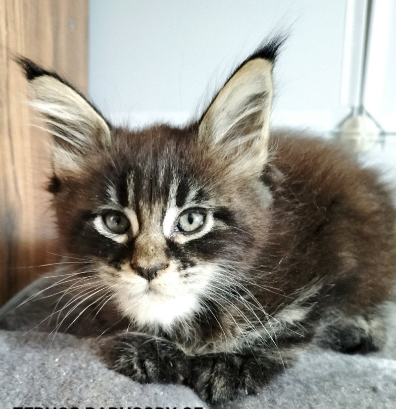 Zephos Raphsody of Naïlah's Legend Mâle Maine coon