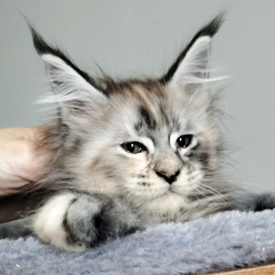 chaton Maine coon black tortie silver blotched tabby Zora's Domain Chatterie Naïlah's Legend et Tsuki Araiguma's