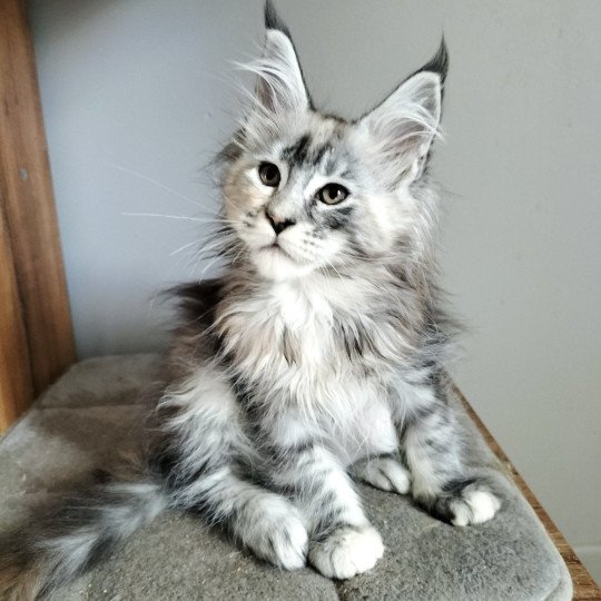 Zora's Domain of Naïlah's Legend Femelle Maine coon