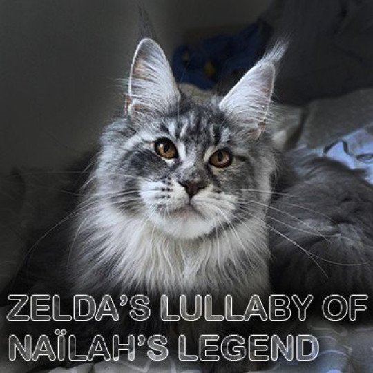 Zelda's Lullaby of Naïlah's Legend Femelle Maine coon