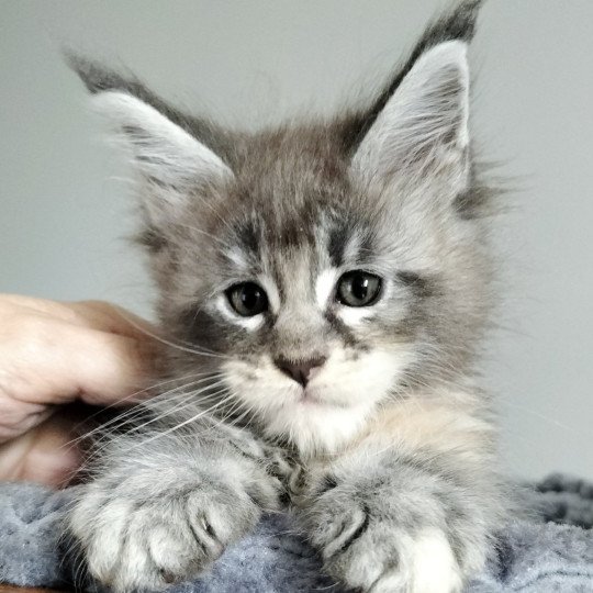 chaton Maine coon blue tortie tabby Zora's Domain Chatterie Naïlah's Legend et Tsuki Araiguma's